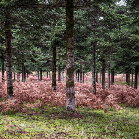 Changement climatique : selon une étude, la reforestation, seule, ne nous sauvera pas | Vers la transition des territoires ! | Scoop.it