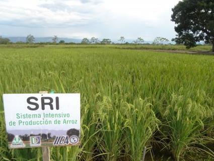 LATIN AMERICA: Producir más con menos mediante el Sistema Intensivo del Cultivo de Arroz (SRI) | IICA | SRI Global News: February - April 2024 **sririce -- System of Rice Intensification | Scoop.it