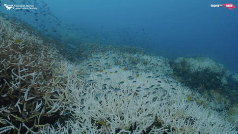 Great Barrier Reef Suffering Record Coral Bleaching With Damage 59 Feet Below the Surface - EcoWatch.com | Agents of Behemoth | Scoop.it