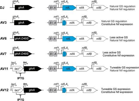 Competitive fitness and stability of ammonium-excreting Azotobacter vinelandii strains in the soil | Plant-Microbe Symbiosis | Scoop.it