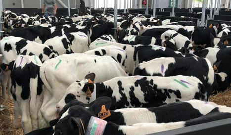 Veaux laitiers : un marché régulièrement en crise avec « 6 à 7% de veaux en trop » | Actualité Bétail | Scoop.it
