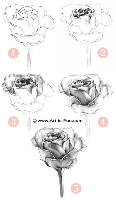How to Draw a Rose: Learn to Draw Rose Pencil Drawings | Drawing and Painting Tutorials | Scoop.it