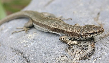 Préservation des espèces et des habitats en Réserve naturelle nationale du Néouvielle le 13 juillet | Vallées d'Aure & Louron - Pyrénées | Scoop.it