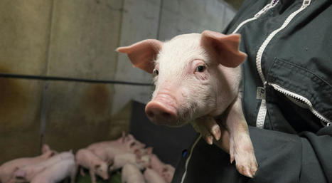 Protection animale : un référent « bien-être animal » dans tous les élevages dès 2022 | Actualité Bétail | Scoop.it