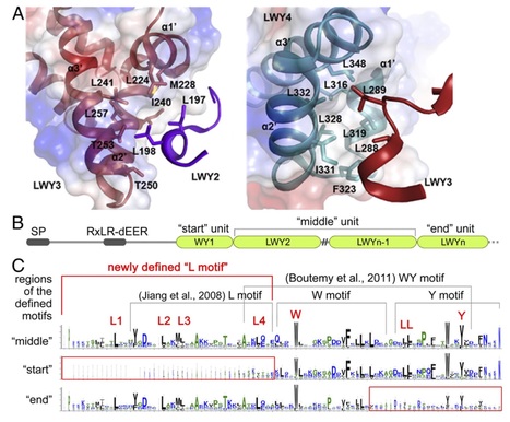 PNAS: Structural analysis of Phytophthora suppressor of RNA silencing 2 (PSR2) reveals a conserved modular fold contributing to virulence (2019) | Plants and Microbes | Scoop.it