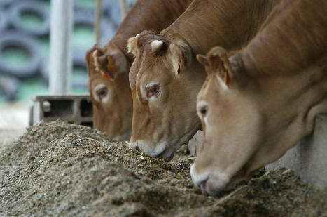 La Fondation Nicolas Hulot et la filière bovine demandent une révision de la politique commerciale européenne | Actualité Bétail | Scoop.it