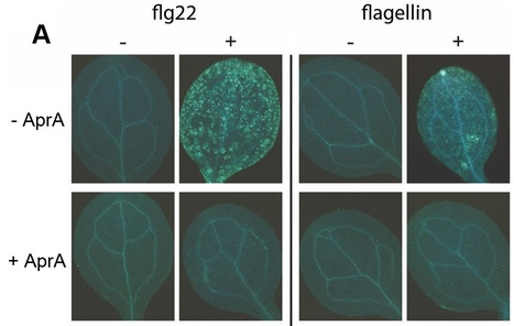 PLoS Pathogens: Pseudomonas Evades Immune Recognition of Flagellin in Both Mammals and Plants | Plants and Microbes | Scoop.it