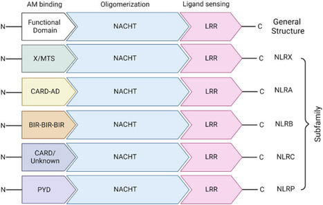 NLRP3 inflammasome: a key player in the pathogenesis of life-style disorders | Experimental & Molecular Medicine | Immunology | Scoop.it