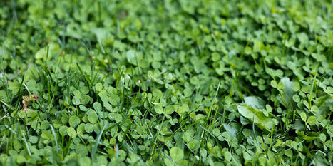 Clover Lawns: Everything You Need to Know About This Landscaping Trend | Best Backyard Patio Garden Scoops | Scoop.it