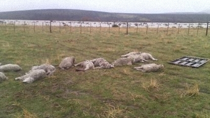 Uruguay / Productores preocupados por mortandad de ovinos tras beber agua del río Negro | MOVUS | Scoop.it