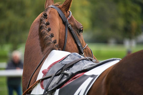 Évaluer le bien-être des chevaux de course au cours d’une saison | vetitude | Scoop.it