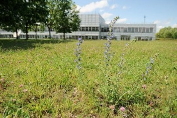 Le rôle des espaces verts d'entreprise dans la biodiversité urbaine ... | Paysage - Agriculture | Scoop.it