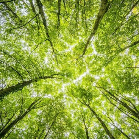 PEFC survey shows consumers expect more eco activity around forest-derived fibres | Sustainable Procurement News | Scoop.it