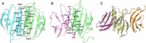 PNAS: Specific recognition of two MAX effectors by integrated HMA domains in plant immune receptors involves distinct binding surfaces (2018) | Plants and Microbes | Scoop.it