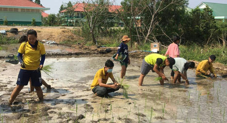 CAMBODIA: It’s Rice Planting Season in Cambodia | SRI Global News: February - April 2024 **sririce -- System of Rice Intensification | Scoop.it