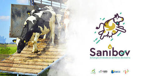 Sanibov : une application pour sécuriser les échanges commerciaux de bovins | Actualité Bétail | Scoop.it