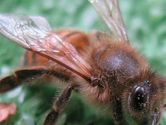 Vaginal gel loaded with bee venom may destroy HIV | Virology News | Scoop.it