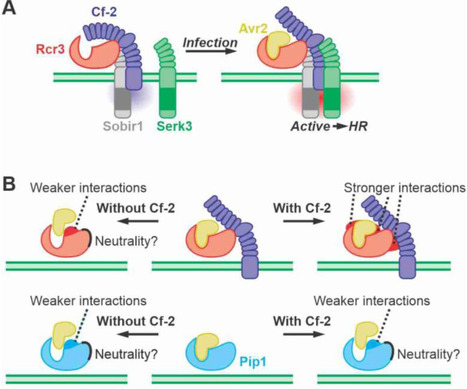 bioRxiv: Bioengineering secreted proteases converts divergent Rcr3 orthologs and paralogs into extracellular immune co-receptors (2024) | Publications | Scoop.it