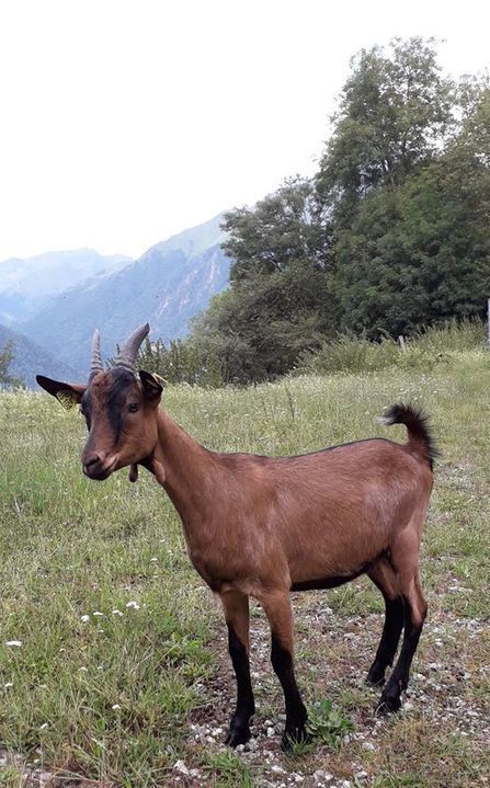  "Le Pitou" passe le relais à la "Chèvrerie de Gouaux" | Vallées d'Aure & Louron - Pyrénées | Scoop.it