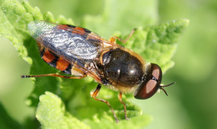 Révision de la liste des Stratiomyidés (Diptera) de France avec une clé d’identification des genres présents en Europe - Publications scientifiques du Muséum national d'Histoire naturelle, Paris | EntomoNews | Scoop.it