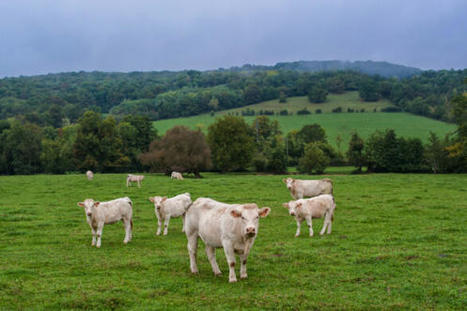 Filière bovine : le gouvernement débloque 60 millions d'euros d'aides d'urgence | Actualité Bétail | Scoop.it