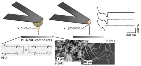 Development of Anti-Fouling Materials that Reduce Microbial Pathogen Adhesion | iBB | Scoop.it