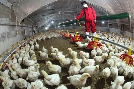 What Do We Know About the New Bird Flu? | Virology News | Scoop.it