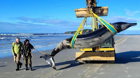 L'une des baleines les plus rares au monde retrouvée échouée sur une plage de Nouvelle-Zélande | Biodiversité - @ZEHUB on Twitter | Scoop.it