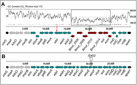 Structure of O-antigen and Hybrid Biosynthetic Locus in Burkholderia cenocepacia from a Cystic Fibrosis Patient | iBB | Scoop.it