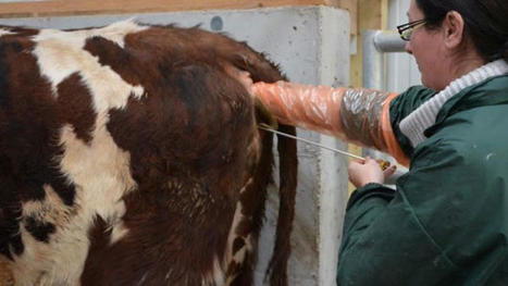 Zoom sur 70 ans de sélection génétique bovine avec un chercheur de l'Inrae | Actualité Bétail | Scoop.it