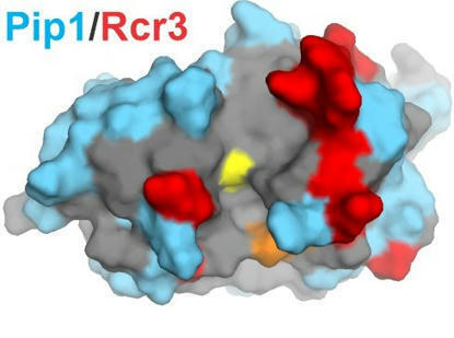 The Plant Cell: Bioengineering secreted proteases convert divergent Rcr3 orthologs and paralogs into extracellular immune co-receptors (2024) | Publications | Scoop.it