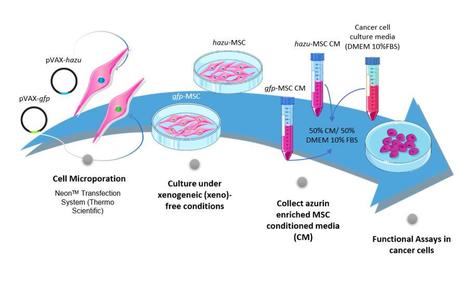 Conditioned Medium from Azurin-expressing MSC Demonstrates Anti-tumor Activity | iBB | Scoop.it