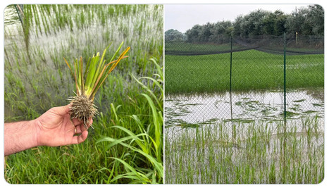 Medium: Distrutto! Vandals destroy experimental rice field in Italy (2024) | Publications | Scoop.it