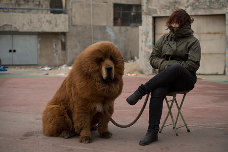 Un zoo chinois tente de faire passer un chien pour un lion africain | Chine | Scoop.it