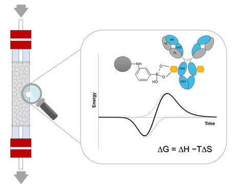 Flow Microcalorimetry Analysis of the Adsorption of mAbs in Phenylboronate Chromatography | iBB | Scoop.it