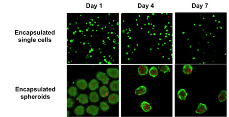 Alginate Encapsulation of Human Mesenchymal Stem/Stromal Cells | iBB | Scoop.it