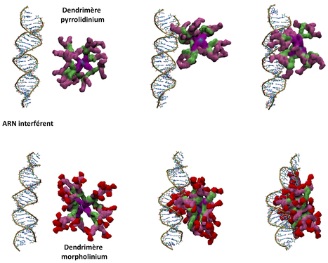 Thérapie génique : la modélisation pour un criblage plus efficace | Life Sciences Université Paris-Saclay | Scoop.it