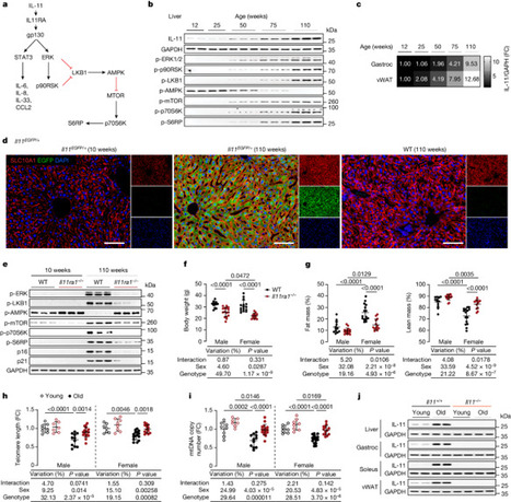 Inhibition of IL-11 signalling extends mammalian healthspan and lifespan | Immunology and Biotherapies | Scoop.it