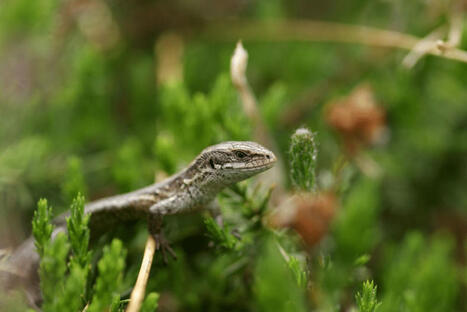 Réchauffement climatique. Une "espèce très ancienne" de lézards menacée d'extinction | Biodiversité | Scoop.it