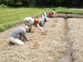 JAPAN: 自然農田んぼ塾: 5/1～5/2　SRI栽培イネの田植え | SRI Global News: February - April 2024 **sririce -- System of Rice Intensification | Scoop.it
