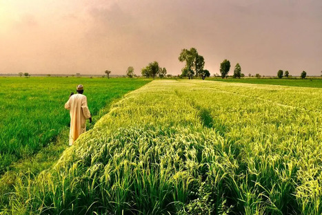 SAUDI ARABIA: It plans huge investment in Nigeria’s agric sector   | PAYS DU GOLFE | Scoop.it