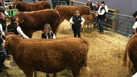 Gros succès des ventes en ligne des bovins limousins, depuis le Pôle de Lanaud | Actualité Bétail | Scoop.it