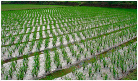 CHINA: An Opportunity for Regenerative Rice Production: Combining Plastic Film Cover and Plant Biomass Mulch with No-Till Soil Management | SRI Global News: February - April 2024 **sririce -- System of Rice Intensification | Scoop.it