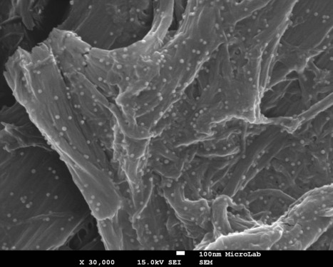 Biomolecular Functionalization of Cellulose with Gold Nanoparticles | iBB | Scoop.it