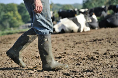 Yonne : accompagner les éleveurs pour maintenir le nombre d'exploitations | Actualité Bétail | Scoop.it