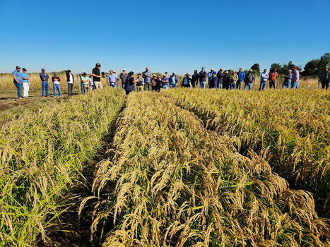 CHILE: Impulsan Sistema de Riego en Cultivo de Arroz para Reemplazar la Tradicional Inundación | SRI Global News: February - April 2024 **sririce -- System of Rice Intensification | Scoop.it