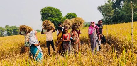 ODISHA, INDIA: Ganjam Farmers Bring Turnaround in Paddy Farming with SRI Method | SRI Global News: February - April 2024 **sririce -- System of Rice Intensification | Scoop.it