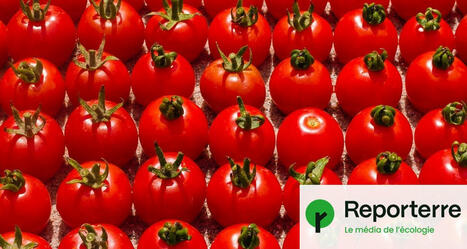 Tomates bio : les industriels peuvent continuer à chauffer leurs serres au gaz et au fioul | Attitude BIO | Scoop.it
