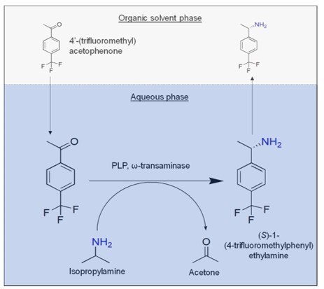 Asymmetric Synthesis with a Marine Transaminase | iBB | Scoop.it