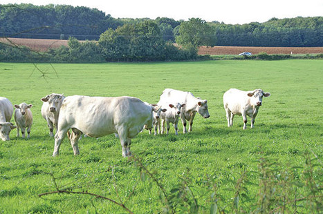 Montée en gamme et bien-être animal | Actualité Bétail | Scoop.it